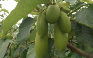 割胶的最佳季节是什么？