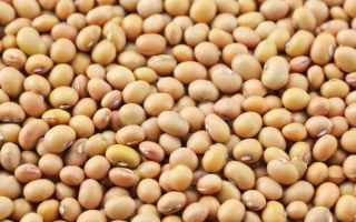 大豆价格走势如何？