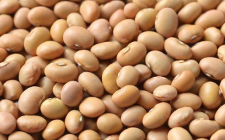 大豆在期货市场中被称为什么？