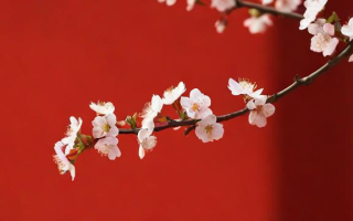 什么植物开花节节高？