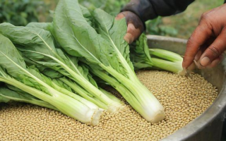 什么网卖菜籽（什么网卖菜籽油好）