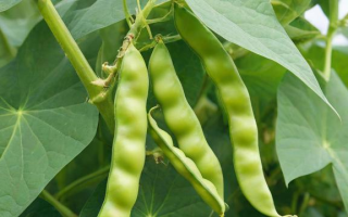 油豆何时收获？