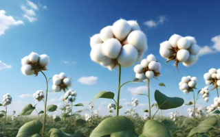 期货棉花叫什么意思