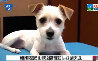 AT新闻究竟是什么意思？这个梗从何而来？