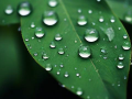 雨润什么意思