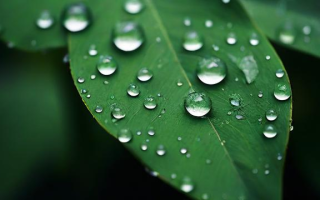 雨润什么意思