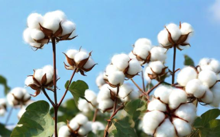 棉花的旺季是哪一个季节？