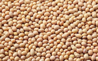 大豆期货究竟是什么？一文读懂其含义