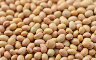 非转基因大豆究竟是什么？