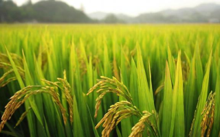 早籼稻2005什么意思