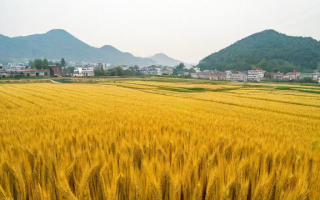 亳州的麦收季节是什么时候？