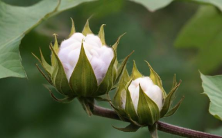 棉花什么时候现蕾