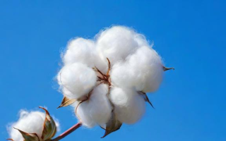 棉花为什么会涨价，棉花价格为何上涨？探究背后原因