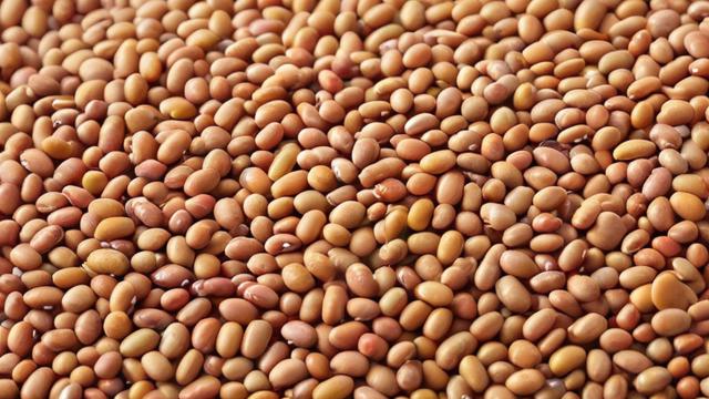 全球豆是什么意思-第3张图片-ECN交易平台排行榜