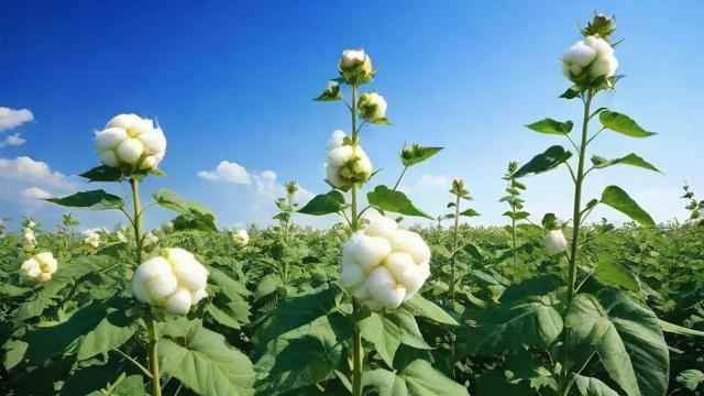 期货棉花是什么品种,期货棉花属于哪种交易品种?-第2张图片-ECN交易平台排行榜 期货棉花是什么品种,期货棉花属于哪种交易品种?-第2张图片-ECN交易平台排行榜