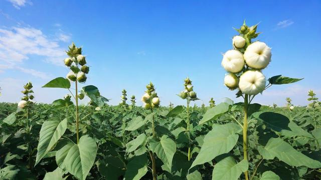 期货棉花是什么品种,期货棉花属于哪种交易品种?-第3张图片-ECN交易平台排行榜 期货棉花是什么品种,期货棉花属于哪种交易品种?-第3张图片-ECN交易平台排行榜