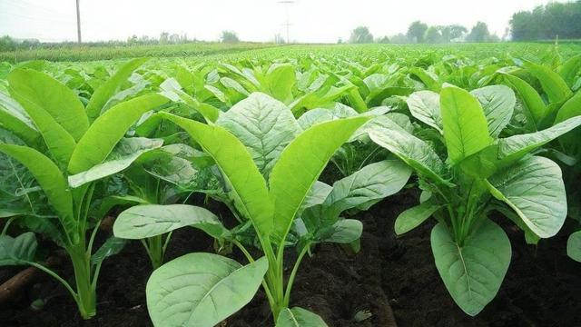 中国什么时候种植橡胶-第1张图片-ECN交易平台排行榜 中国什么时候种植橡胶-第1张图片-ECN交易平台排行榜