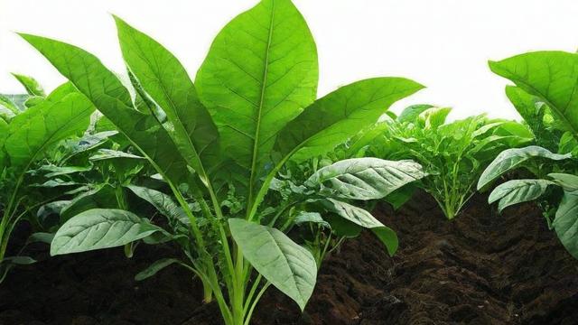 中国什么时候种植橡胶-第2张图片-ECN交易平台排行榜 中国什么时候种植橡胶-第2张图片-ECN交易平台排行榜