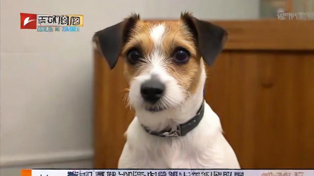 AT新闻究竟是什么意思？这个梗从何而来？-第2张图片-ECN交易平台排行榜