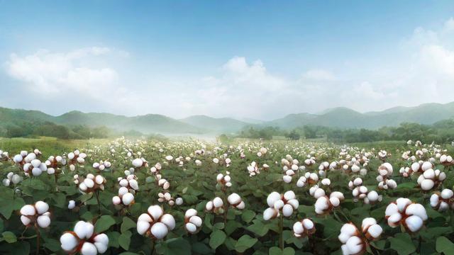 棉花复沟在哪个节气进行?-第1张图片-ECN交易平台排行榜 棉花复沟在哪个节气进行?-第1张图片-ECN交易平台排行榜
