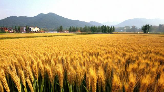 亳州的麦收季节是什么时候？-第2张图片-ECN交易平台排行榜