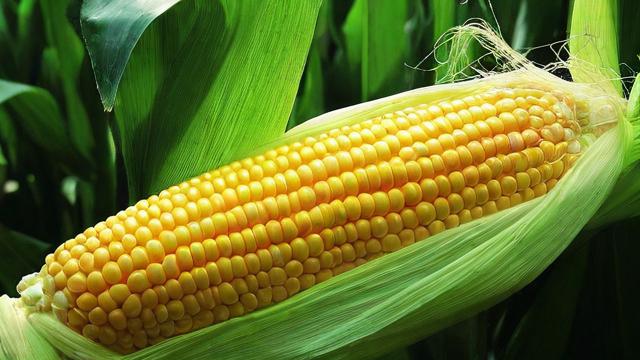 什么是玉米主力合约?详解其定义与特点-第3张图片-ECN交易平台排行榜 什么是玉米主力合约?详解其定义与特点-第3张图片-ECN交易平台排行榜