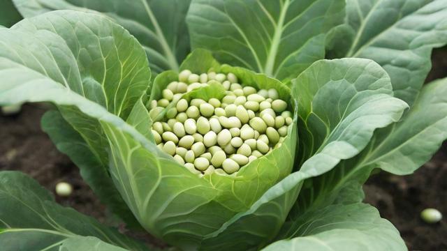 11月可以撒什么菜籽-第1张图片-ECN交易平台排行榜 11月可以撒什么菜籽-第1张图片-ECN交易平台排行榜