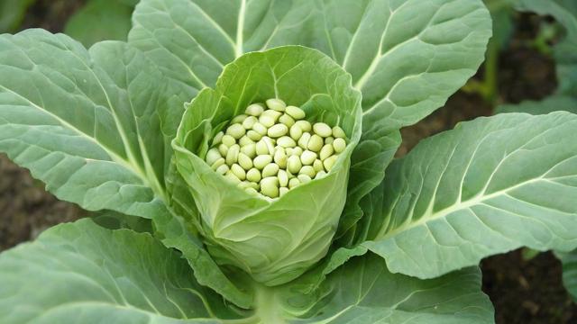 11月可以撒什么菜籽-第2张图片-ECN交易平台排行榜 11月可以撒什么菜籽-第2张图片-ECN交易平台排行榜