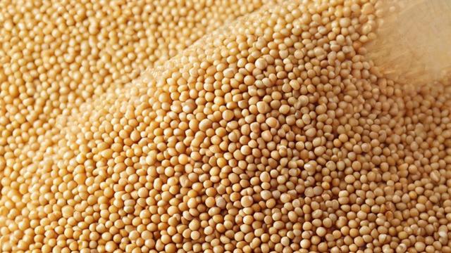 豆粕合约代码究竟是什么?-第1张图片-ECN交易平台排行榜 豆粕合约代码究竟是什么?-第1张图片-ECN交易平台排行榜
