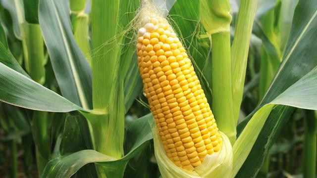 玉米为什么不能大涨,为什么玉米价格难以实现大幅上涨?-第1张图片-ECN交易平台排行榜 玉米为什么不能大涨,为什么玉米价格难以实现大幅上涨?-第1张图片-ECN交易平台排行榜