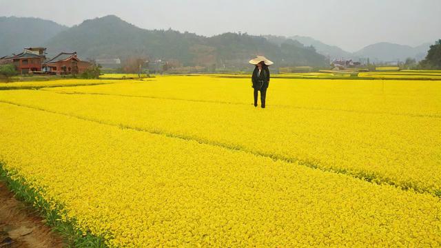 郑油1705是什么油-第3张图片-ECN交易平台排行榜