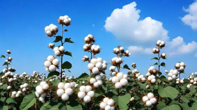 郑棉通究竟是什么?-第1张图片-ECN交易平台排行榜 郑棉通究竟是什么?-第1张图片-ECN交易平台排行榜