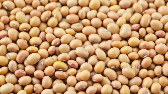 大豆价格走势如何？-第1张图片-ECN交易平台排行榜