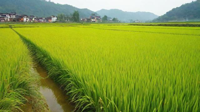 安徽适合种植哪些品种的粳稻？-第1张图片-ECN交易平台排行榜