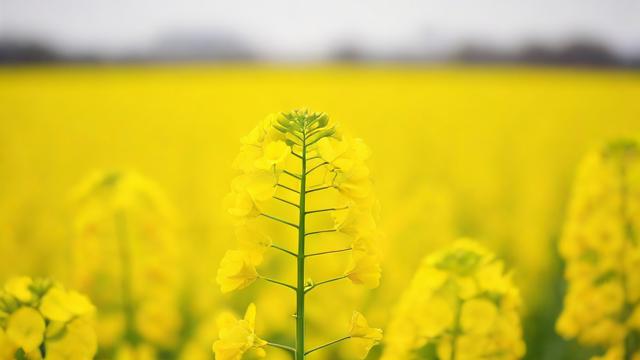 今年油菜籽什么价钱-第1张图片-ECN交易平台排行榜 今年油菜籽什么价钱-第1张图片-ECN交易平台排行榜