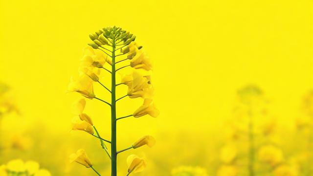 今年油菜籽什么价钱-第2张图片-ECN交易平台排行榜 今年油菜籽什么价钱-第2张图片-ECN交易平台排行榜