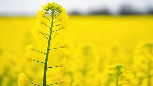 今年油菜籽什么价钱-第3张图片-ECN交易平台排行榜 今年油菜籽什么价钱-第3张图片-ECN交易平台排行榜