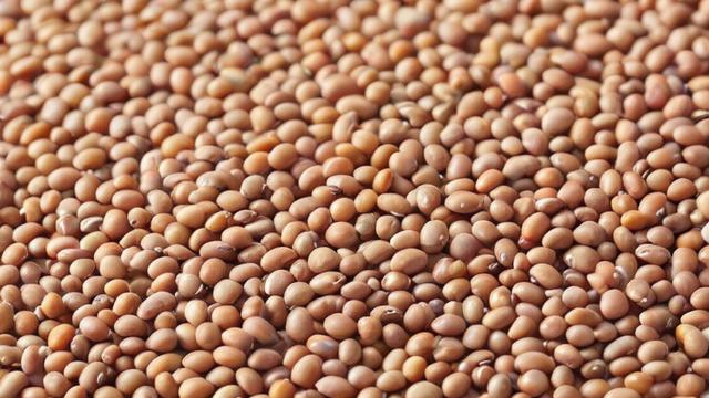 期货豆念什么?探究期货交易中的‘豆’字含义-第2张图片-ECN交易平台排行榜 期货豆念什么?探究期货交易中的‘豆’字含义-第2张图片-ECN交易平台排行榜