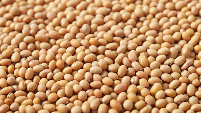 期货豆念什么?探究期货交易中的‘豆’字含义-第3张图片-ECN交易平台排行榜 期货豆念什么?探究期货交易中的‘豆’字含义-第3张图片-ECN交易平台排行榜