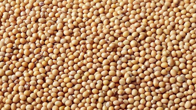 河南大豆最晚什么时候-第2张图片-ECN交易平台排行榜