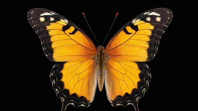 为什么这种期权被称为butterfly?-第1张图片-ECN交易平台排行榜 为什么这种期权被称为butterfly?-第1张图片-ECN交易平台排行榜