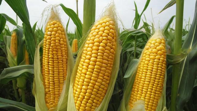 吉林玉米价格现在是多少?-第2张图片-ECN交易平台排行榜 吉林玉米价格现在是多少?-第2张图片-ECN交易平台排行榜