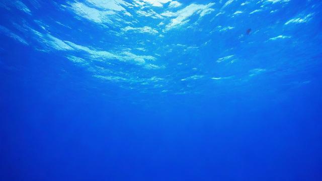 海洋究竟包含了哪些元素和生物?-第3张图片-ECN交易平台排行榜 海洋究竟包含了哪些元素和生物?-第3张图片-ECN交易平台排行榜