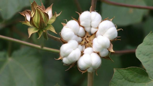 棉花011究竟指的是什么?-第1张图片-ECN交易平台排行榜 棉花011究竟指的是什么?-第1张图片-ECN交易平台排行榜