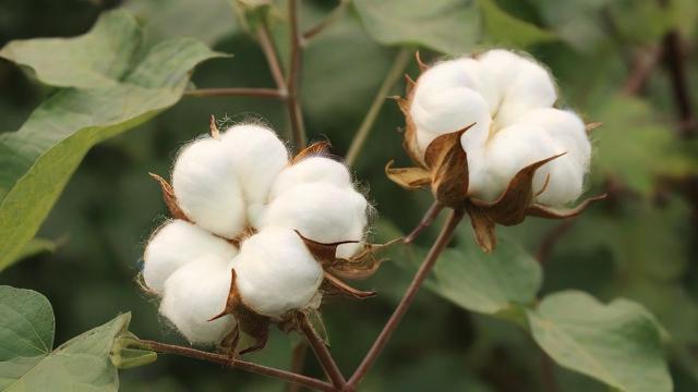 棉花011究竟指的是什么?-第2张图片-ECN交易平台排行榜 棉花011究竟指的是什么?-第2张图片-ECN交易平台排行榜
