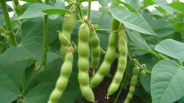 大豆什么时候种-第2张图片-ECN交易平台排行榜 大豆什么时候种-第2张图片-ECN交易平台排行榜