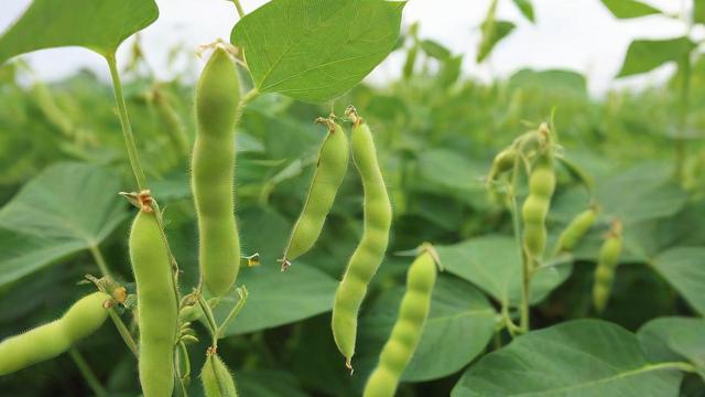 大豆什么时候种-第3张图片-ECN交易平台排行榜 大豆什么时候种-第3张图片-ECN交易平台排行榜