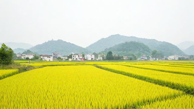 文章的明细内容究竟包括哪些关键信息?-第1张图片-ECN交易平台排行榜 文章的明细内容究竟包括哪些关键信息?-第1张图片-ECN交易平台排行榜