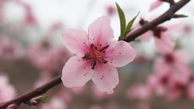 人面桃花究竟蕴含着怎样的情感与故事?-第2张图片-ECN交易平台排行榜 人面桃花究竟蕴含着怎样的情感与故事?-第2张图片-ECN交易平台排行榜