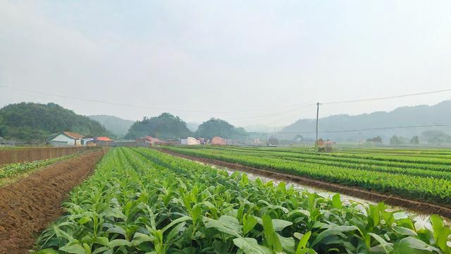 中国农垦集团属于什么行政级别？-第2张图片-ECN交易平台排行榜